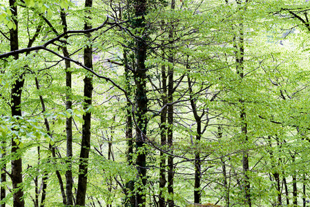法国乡村森林中的树叶