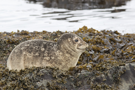 在春天在退潮的岩石休息的年轻斑海豹