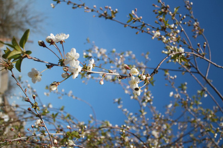 白樱桃花