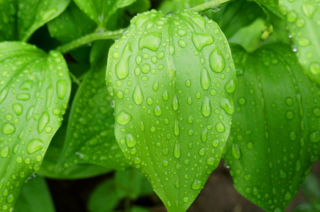 绿叶在雨后