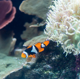 在一家水族馆的鱼