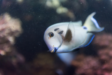 在一家水族馆的鱼