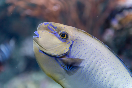 在一家水族馆的鱼