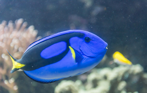 在一家水族馆的鱼