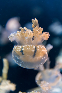 在一家水族馆的鱼