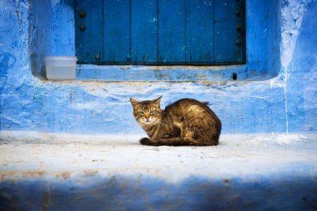 猫舍，摩洛哥在一扇门前