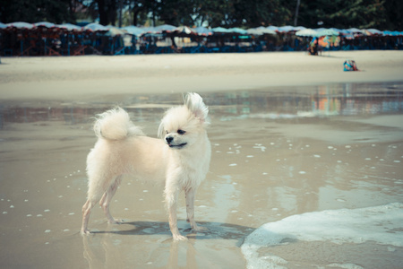 可爱的狗，快乐在沙滩上