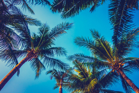美丽的棕榈树在蔚蓝的天空