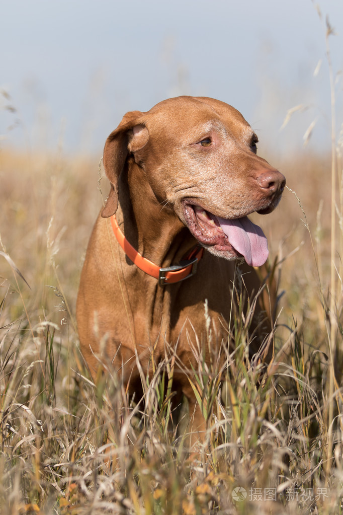 在高高的草丛中的黄金猎犬