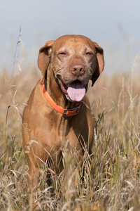 望着观众在户外的草丛中的狩猎犬