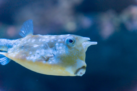 在一家水族馆的鱼