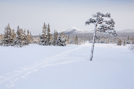 冬山景观与越野滑雪的方式。乌拉尔莫