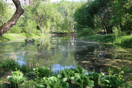 在城市公园中的池塘