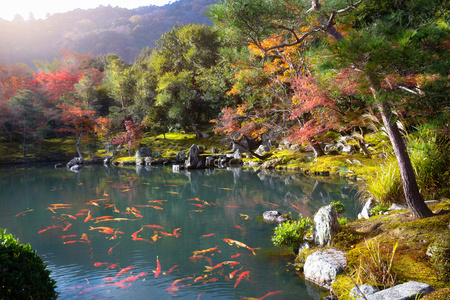 禅意花园的天龙寺