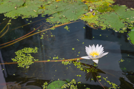 莲花白颜色