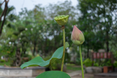 莲花粉红颜色