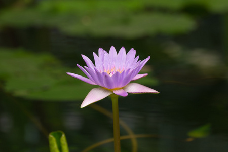 莲花紫色颜色