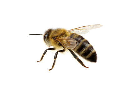 在白色的蜜蜂
