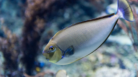 在一家水族馆的鱼