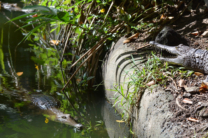 河岸上的两个淡水鳄鱼