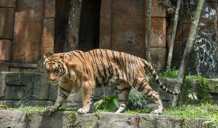 在动物园里的老虎照片-正版商用图片1nql9v-摄图新视界