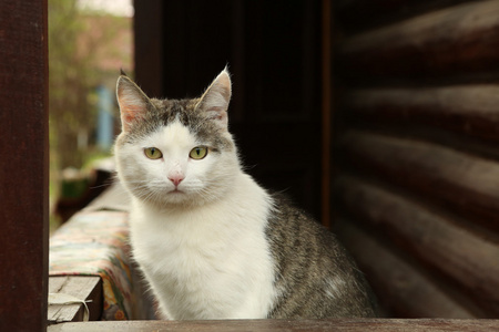 农村块房子背景上的猫