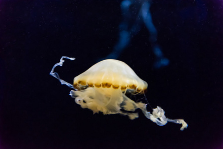 在一家水族馆的鱼