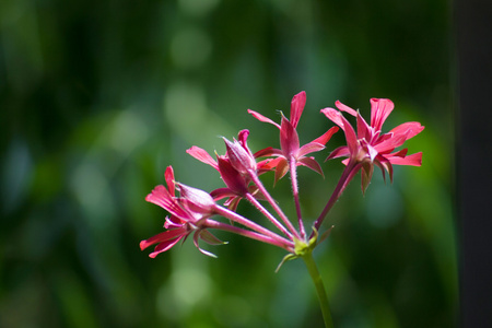 野生天竺葵花