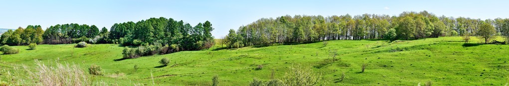 小山全景。俄罗斯的欧洲部分。光滑的斜面。森林带。一个阳光明媚的春日