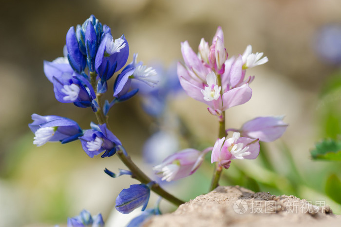 常见的milkwort 远志寻常型 蓝色和粉红色的花照片 正版商用图片1nqlop 摄图新视界 常见的milkwort 远志寻常型 蓝色和粉红色的花照片 正版商用图片1nqlop 摄图新视界