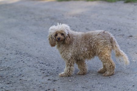 狗玩具贵宾犬杏颜色