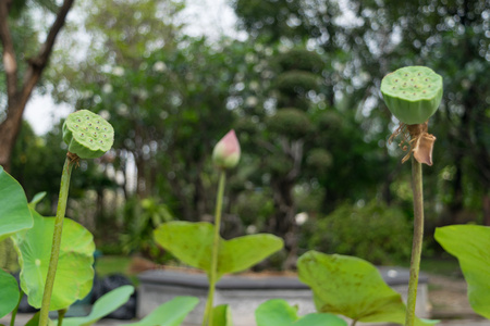 莲花花种子绿颜色