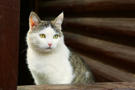 农村块房子背景上的猫