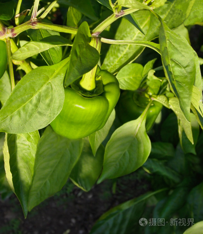 绿色甜椒植物