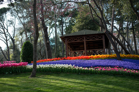 春季郁金香花园