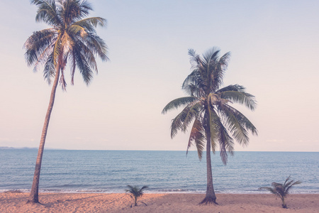 在沙滩上的椰子树
