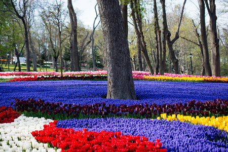 春季郁金香花园