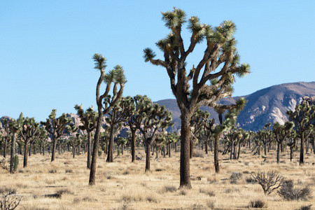 约书亚树在加州沙漠景观
