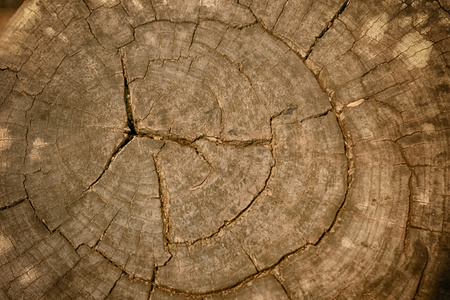 树干的木纹理树干, 树环