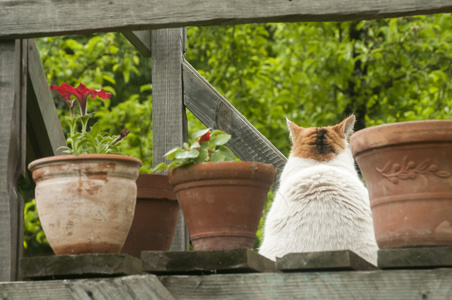 猫坐在中间盆鲜花