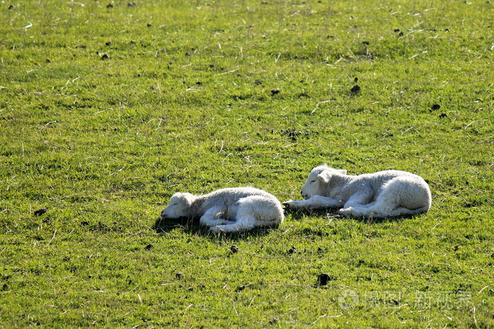小羊在草地上睡觉