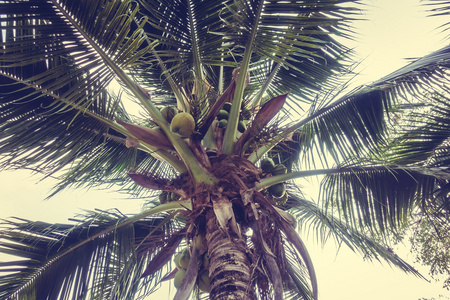 老式的椰子棕榈树