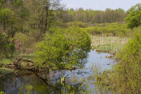 在乌克兰北部, Sumy 地区, 有芦苇的全景蜿蜒河流。河岸植被柳水草甸