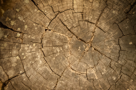 树干的木纹理树干, 树环