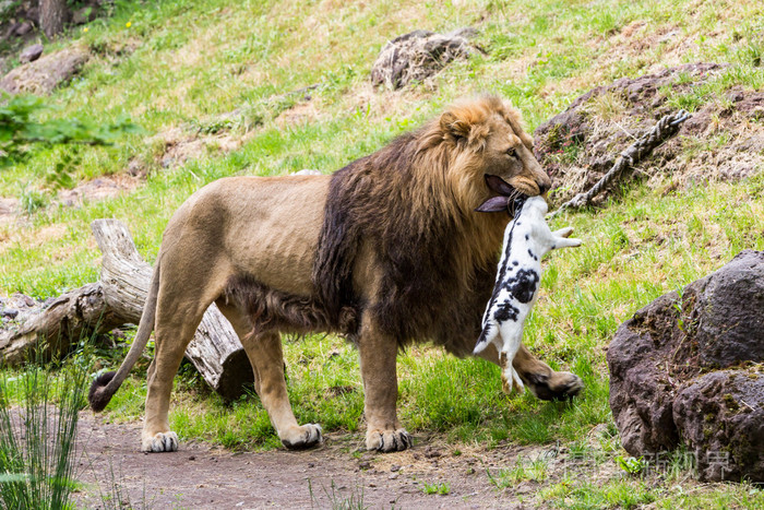 在动物园里瑞士吃狮子的视图