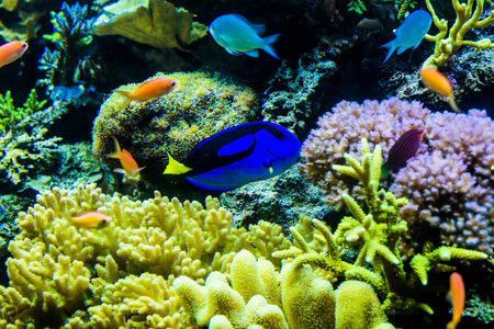 彩虹鱼在动物园水族馆