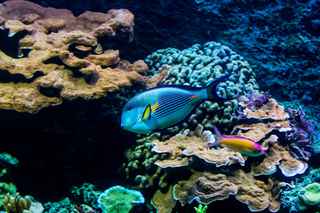 彩虹鱼在动物园水族馆图片