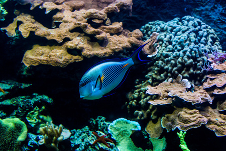 彩虹鱼在动物园水族馆图片