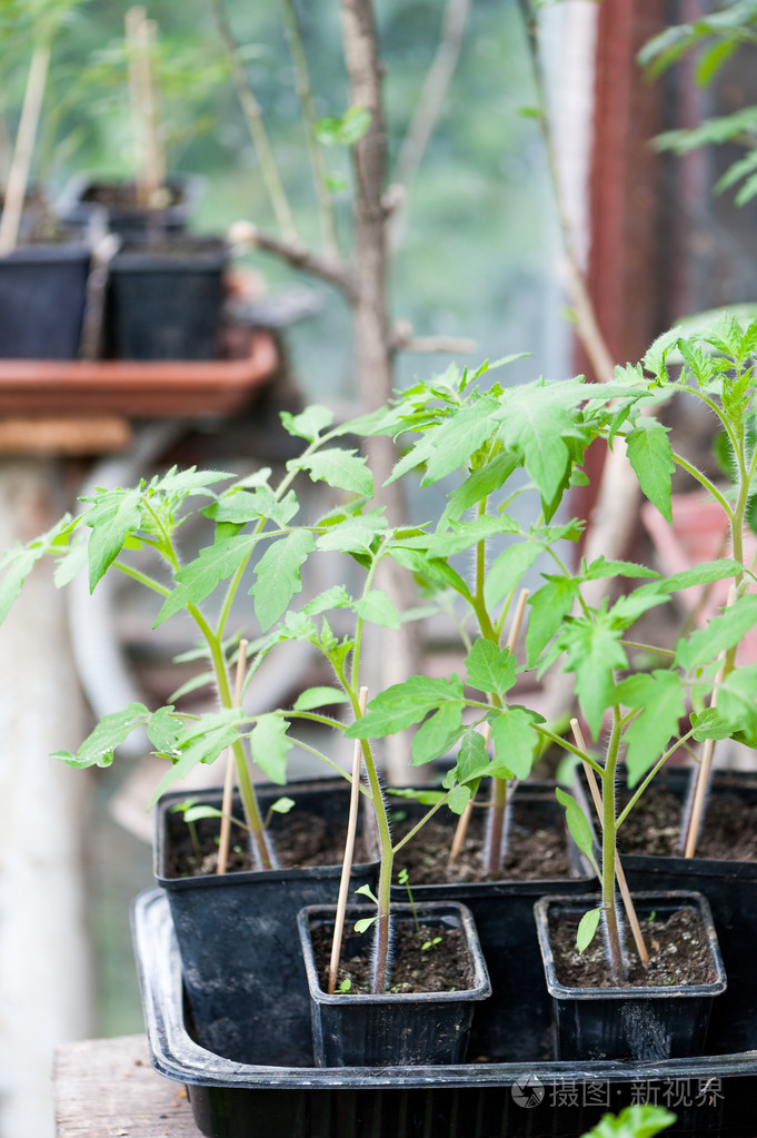 年轻的西红柿苗