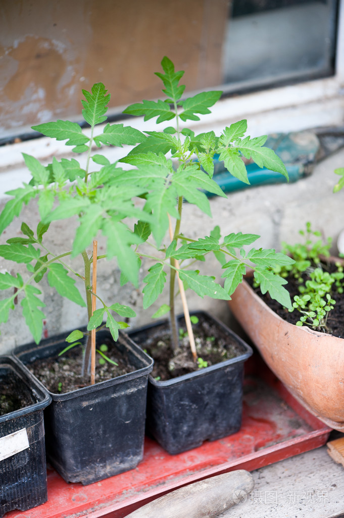 年轻的西红柿苗